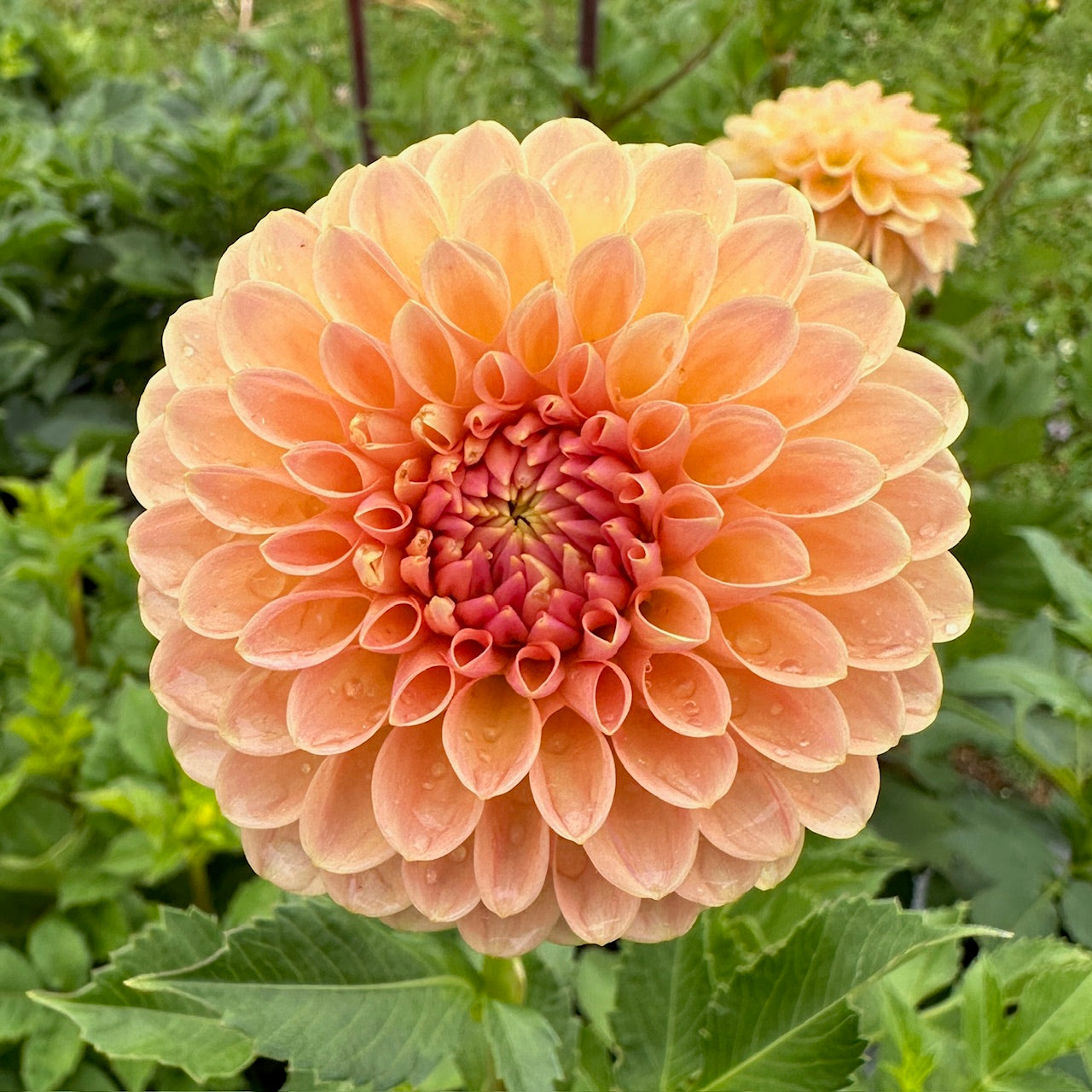 Dahlia Verrone's Socrates - LIMIT 1