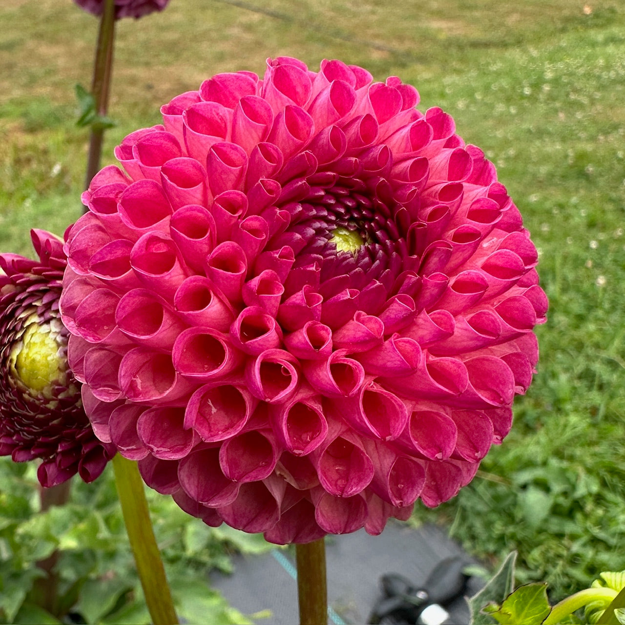 Dahlia Burlesca