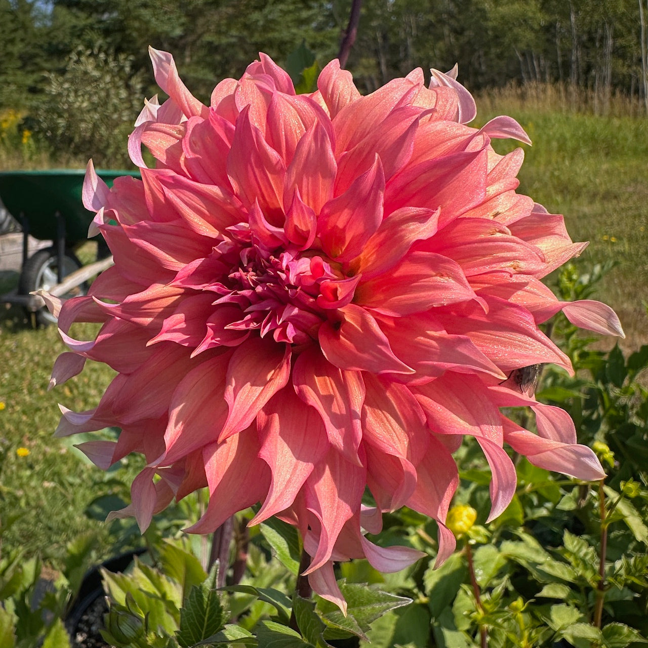 Dahlia Tahoma Tailspin