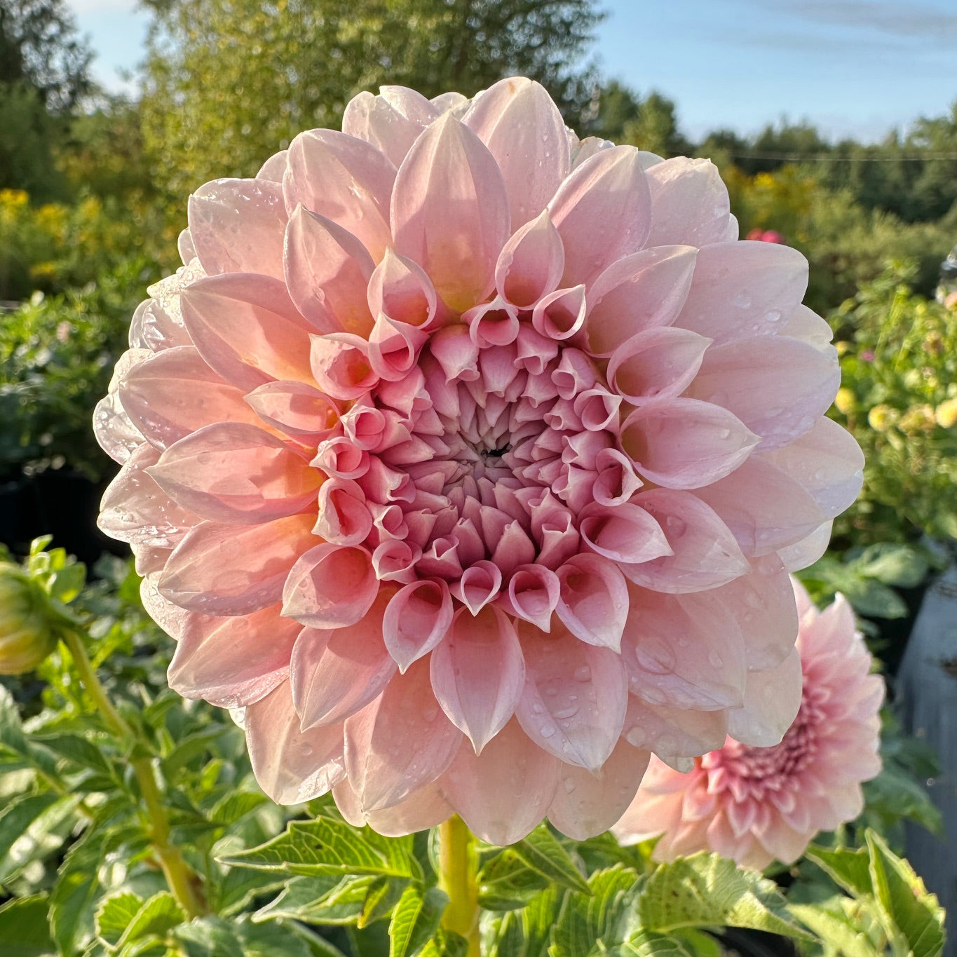 Dahlia Peaches
