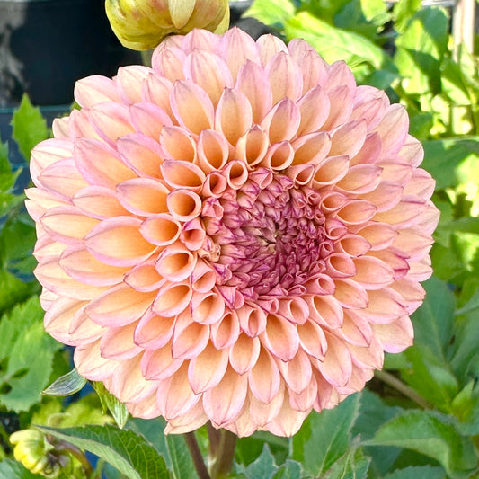 Dahlia Hollyhill Bashful - LIMIT 1