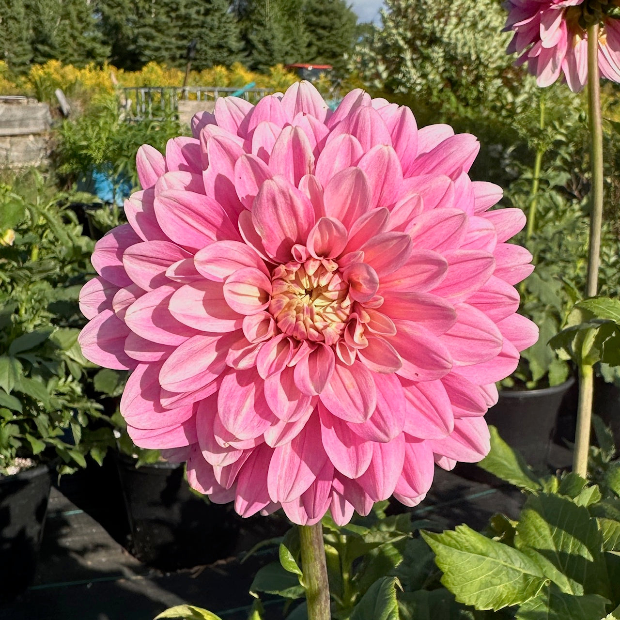 Dahlia Hapet Rose Dream