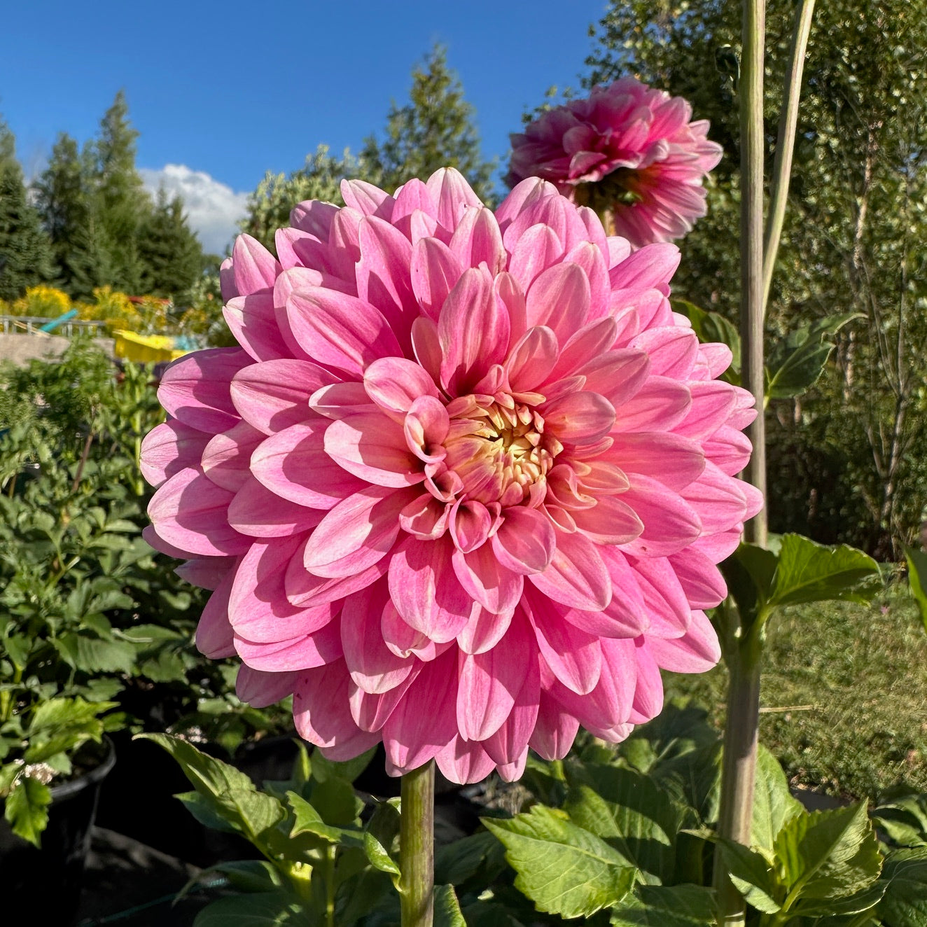 Dahlia Hapet Rose Dream