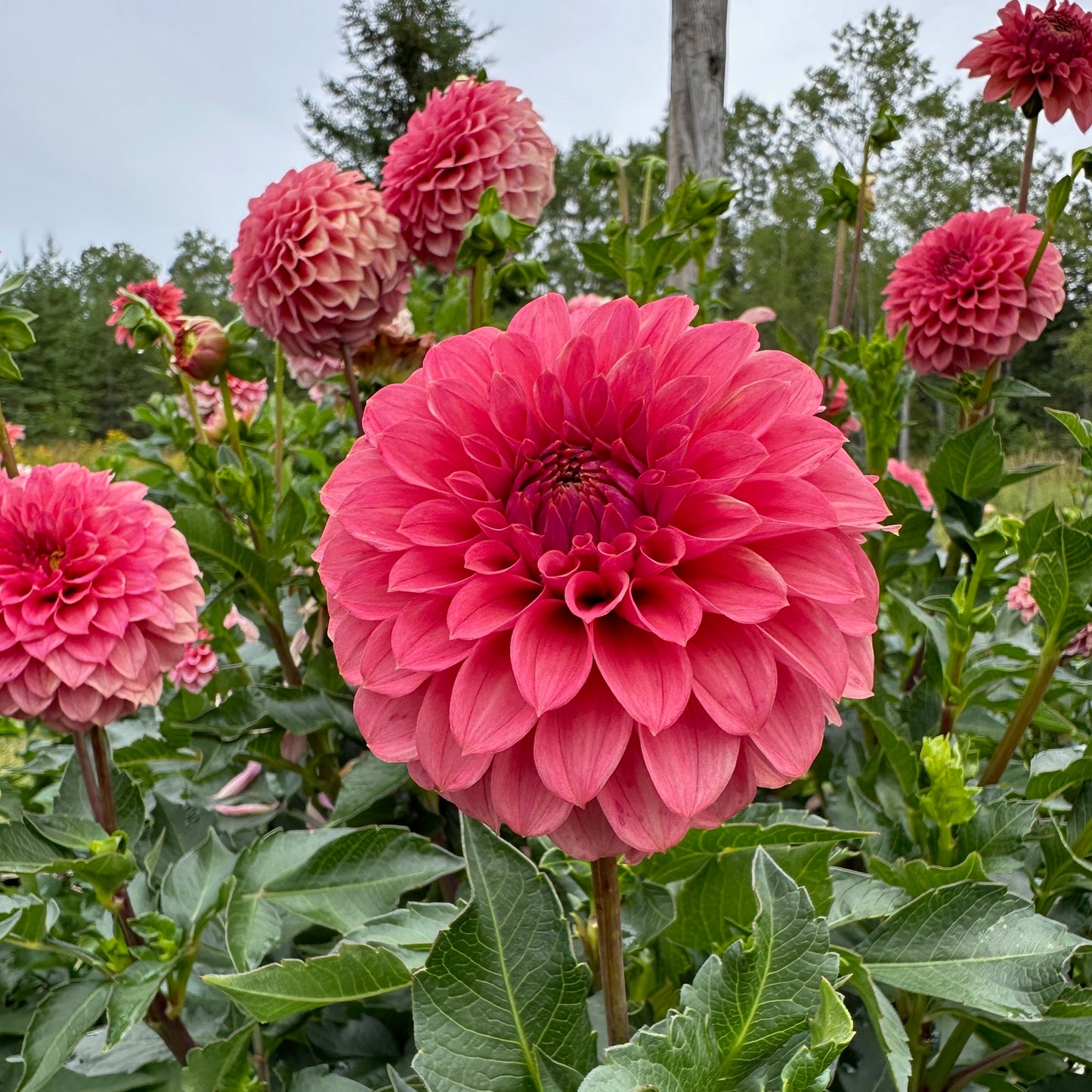Dahlia SC-KERE