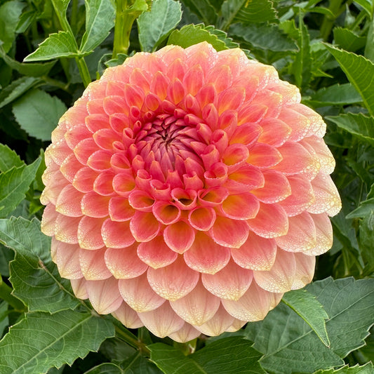 Dahlia 20th Ave Softer Peach