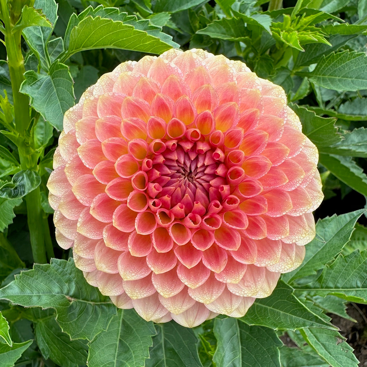 Dahlia 20th Ave Softer Peach