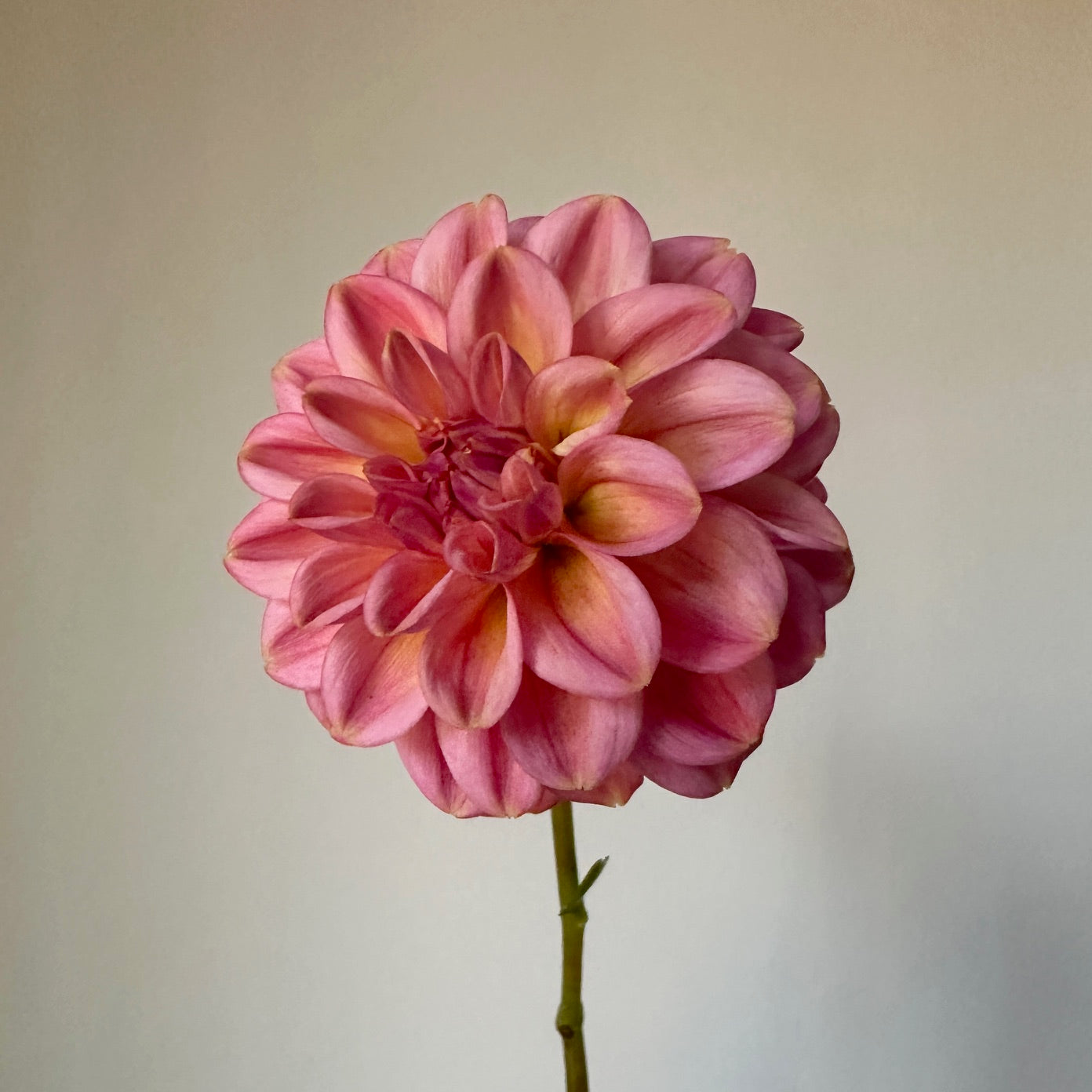 Dahlia Ferncliff Carefree