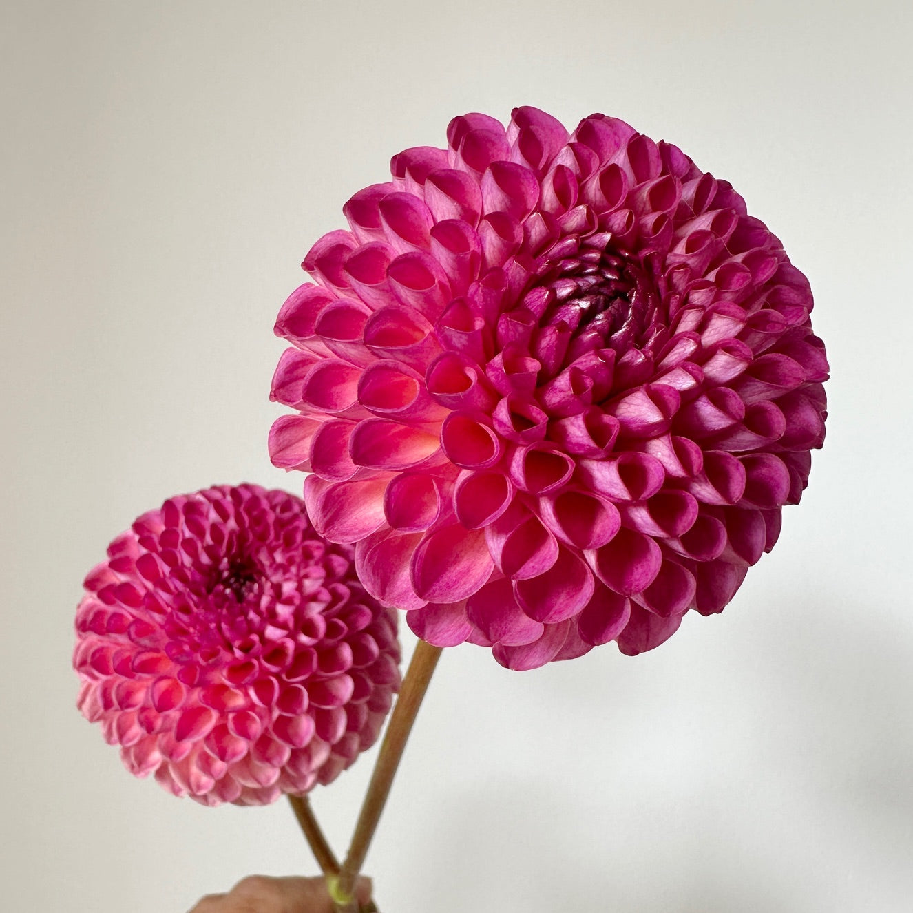 Dahlia Burlesca