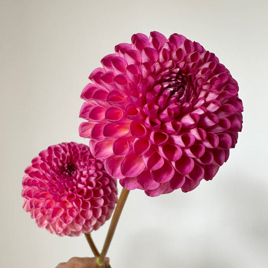 Dahlia Burlesca