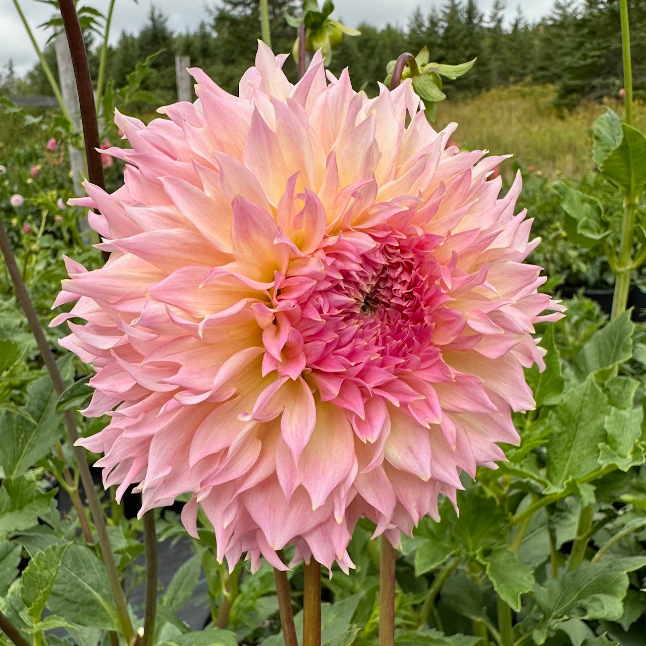 Dahlia Lee's Pink Grapefruit - LIMIT 1