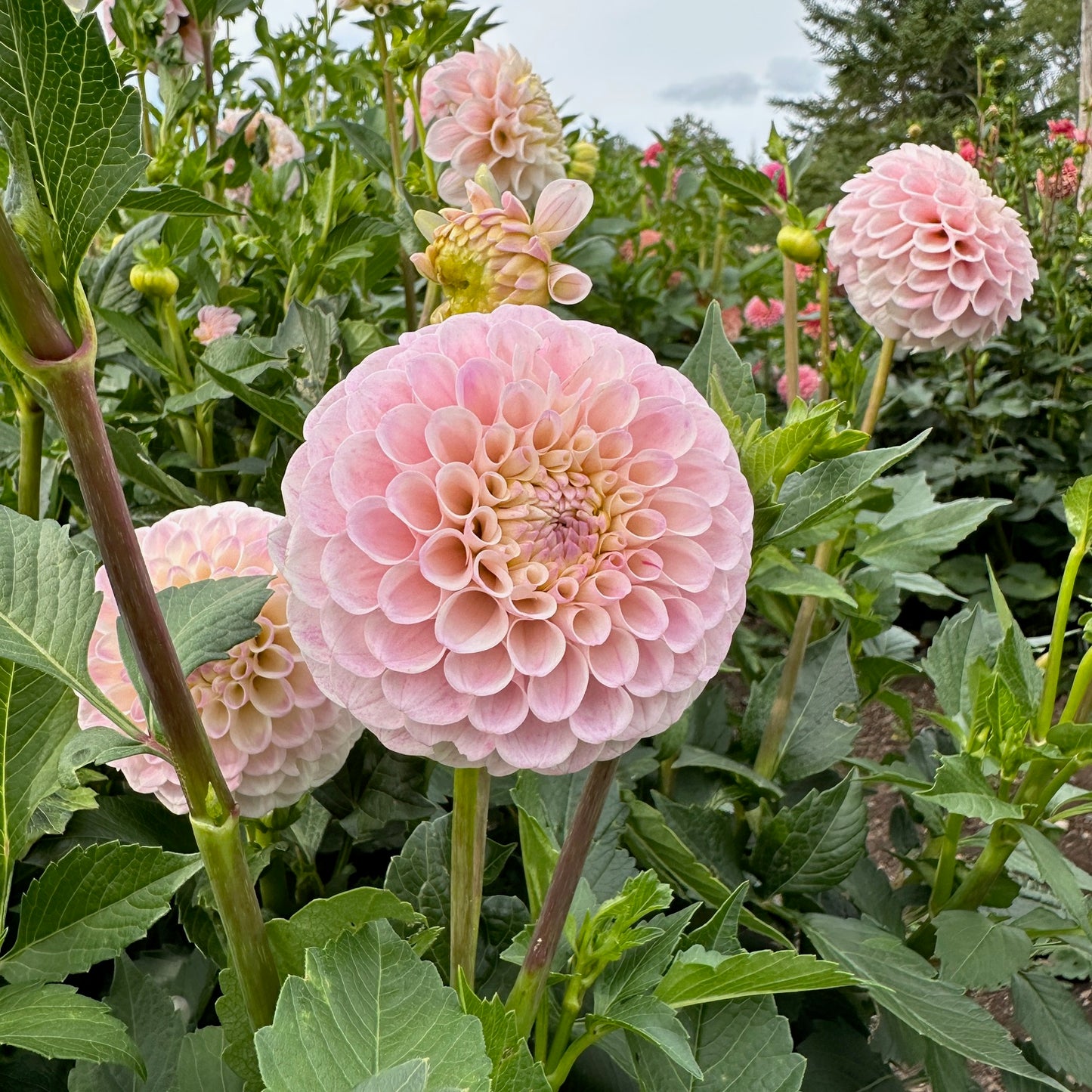 Dahlia 20th Ave Memory