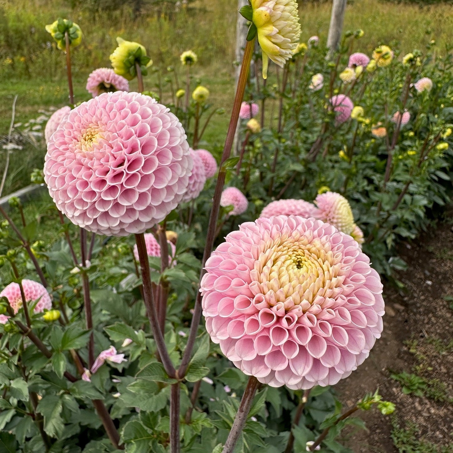 Dahlia 20th Ave Delicada - LIMIT 1