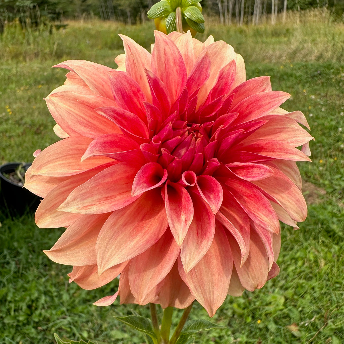 Dahlia Bloomquist Pleasing