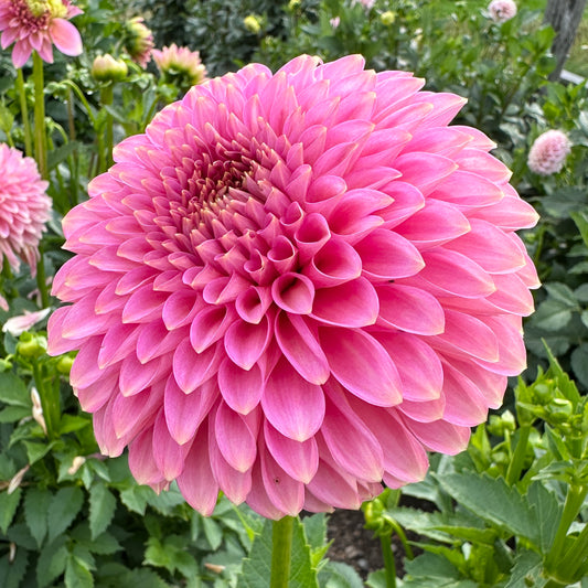 Dahlia Bloomquist Pink Parfait - LIMIT 1