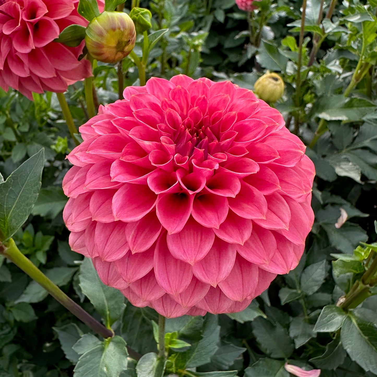 Dahlia SC-KERE