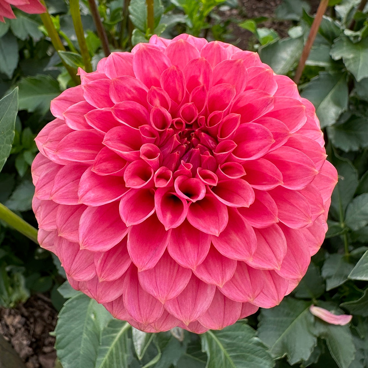 Dahlia SC-KERE