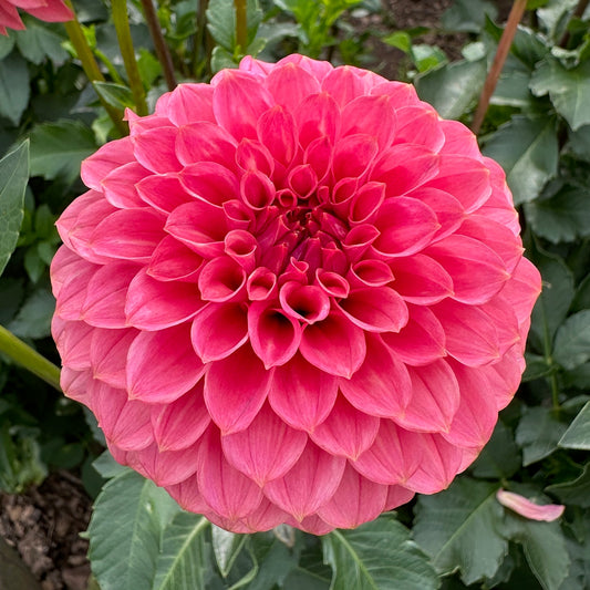 Dahlia SC-KERE