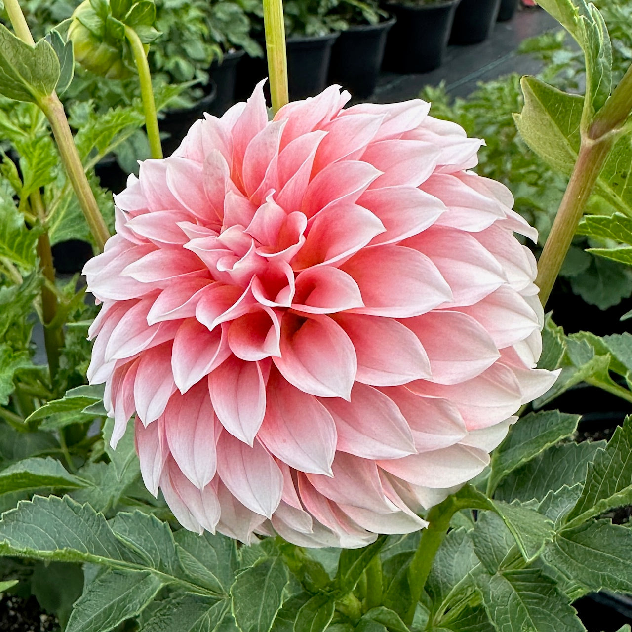 Dahlia Peaches
