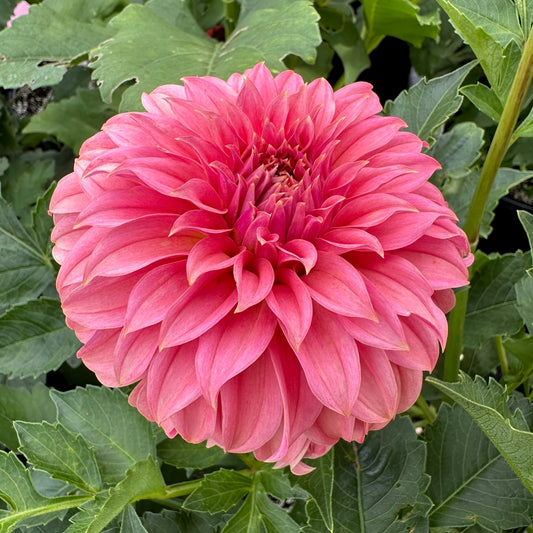 Dahlia Lee's San Miguel - LIMIT 1