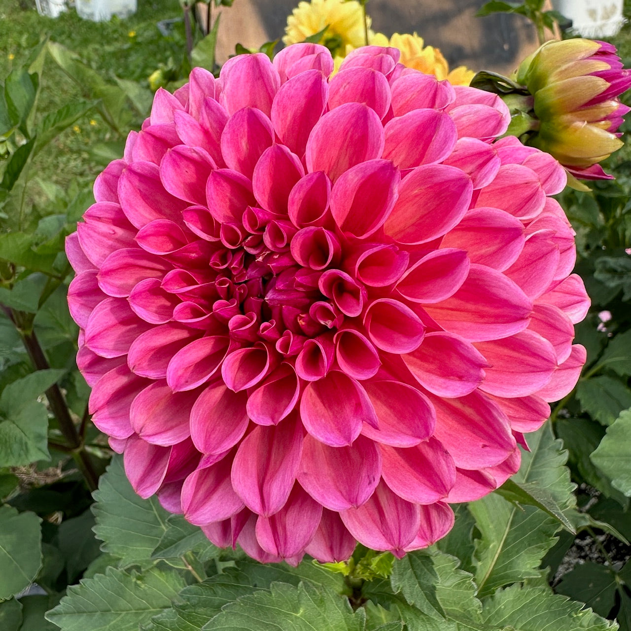 Dahlia RM Berry Kiss - LIMIT 1