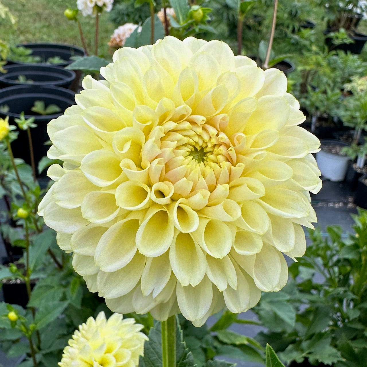 Dahlia Skipley Moonglow