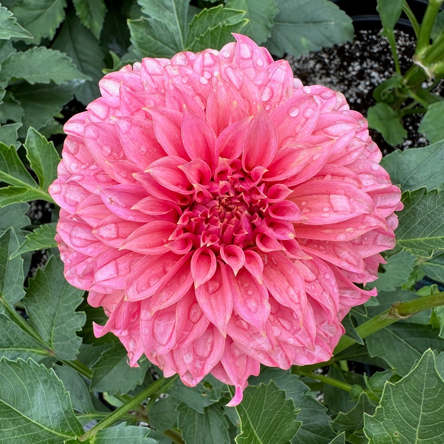 Dahlia Lee's San Miguel - LIMIT 1