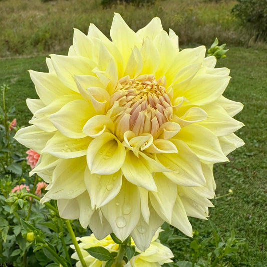 Dahlia Westerton Lillian