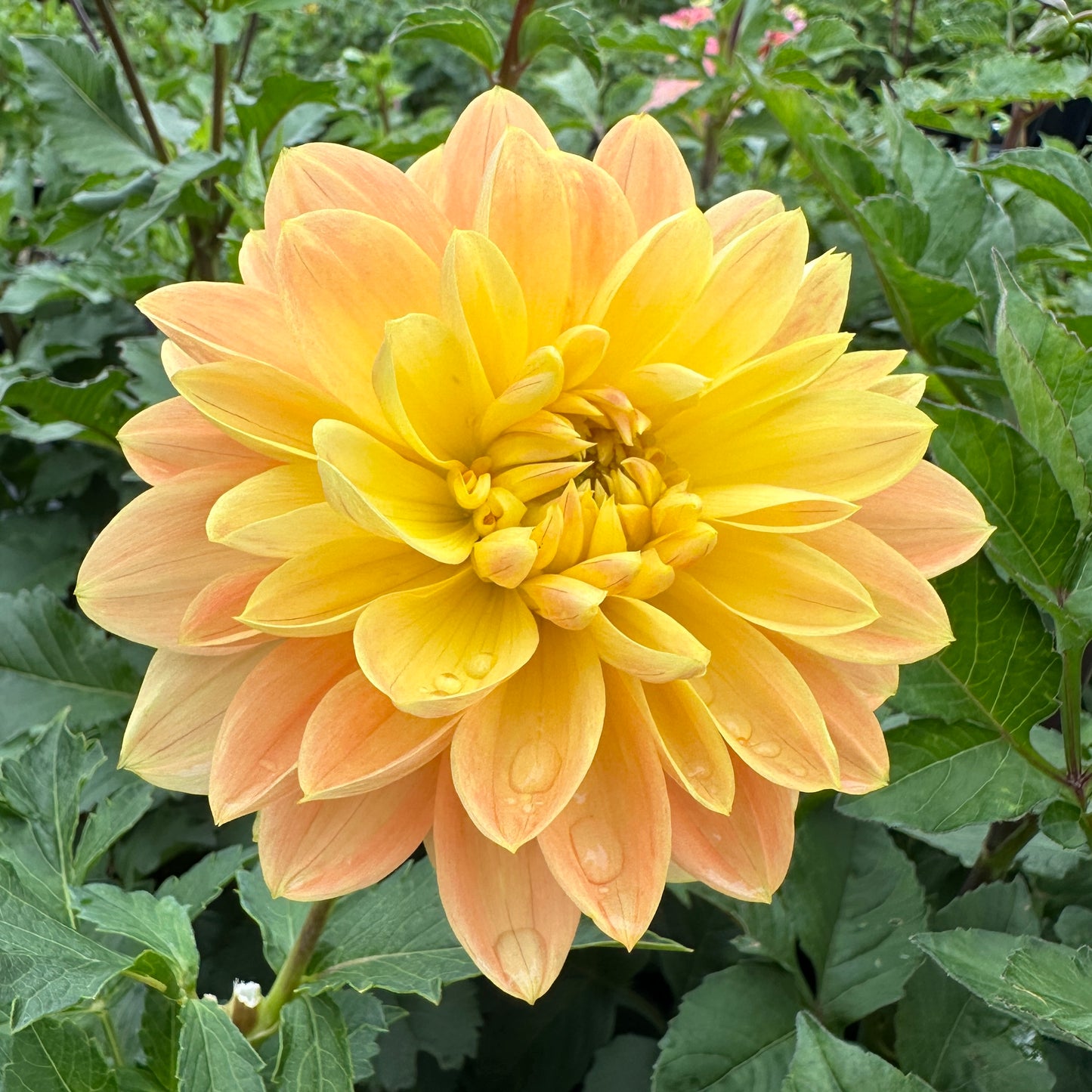 Dahlia Monet Glory - LIMIT 1