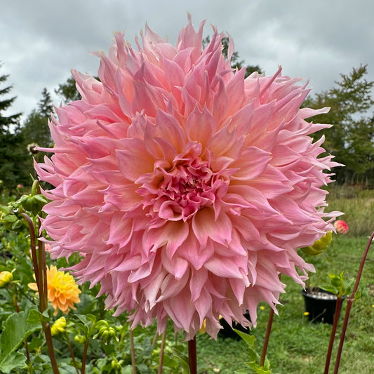 Dahlia Lee's Pink Grapefruit - LIMIT 1