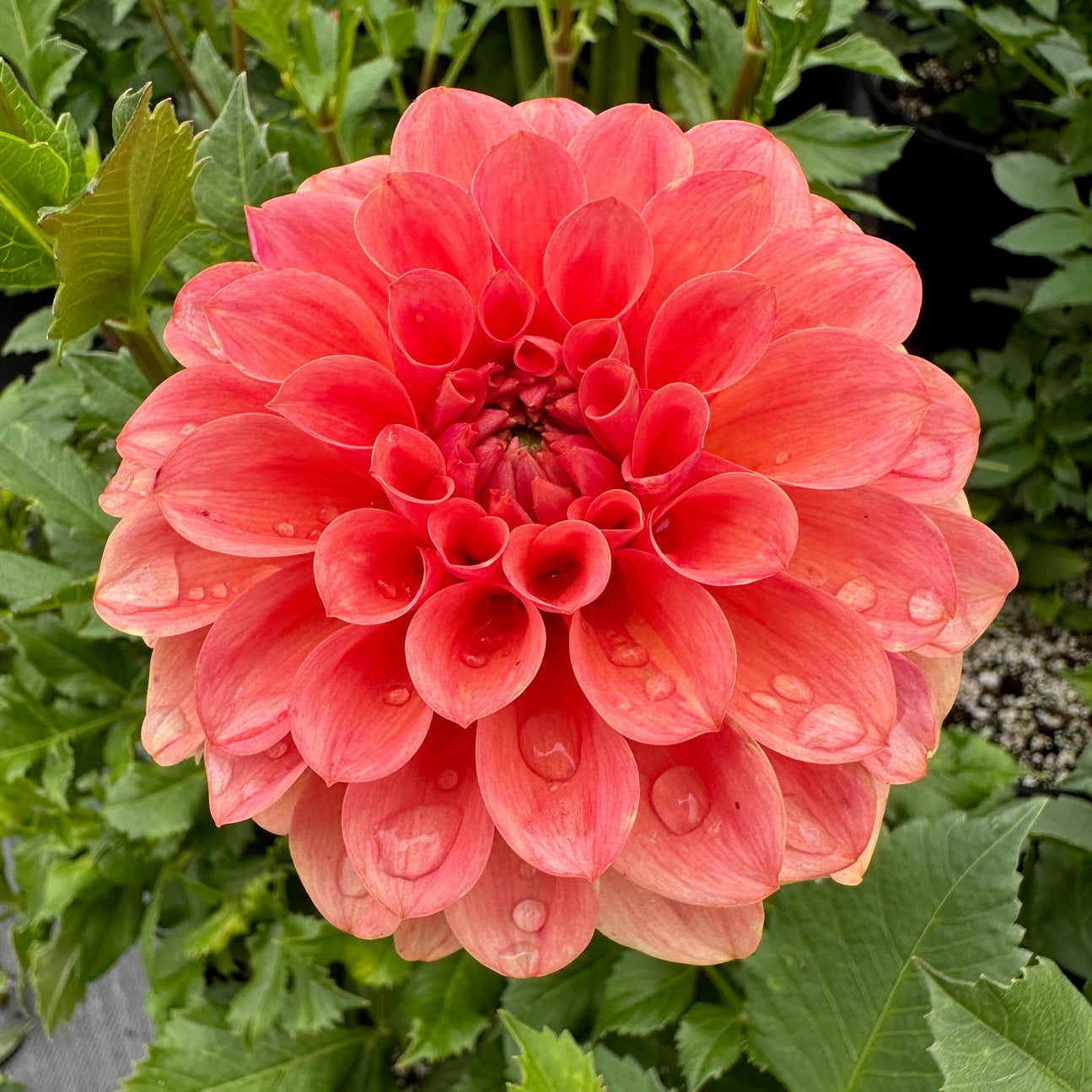 Dahlia RM Tarnished