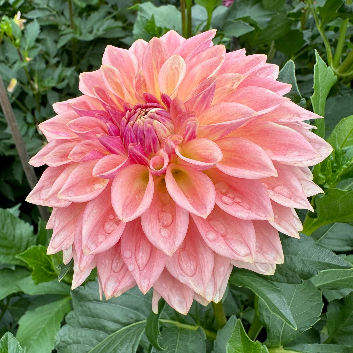 Dahlia Bloomquist Alan