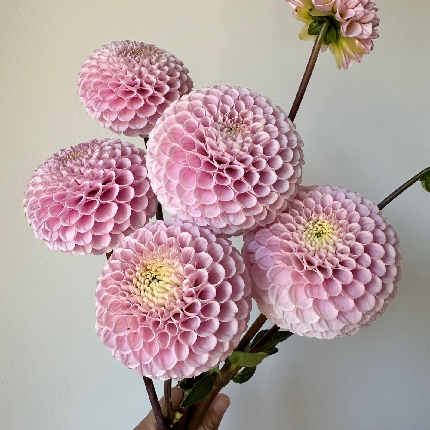 Dahlia 20th Ave Delicada - LIMIT 1