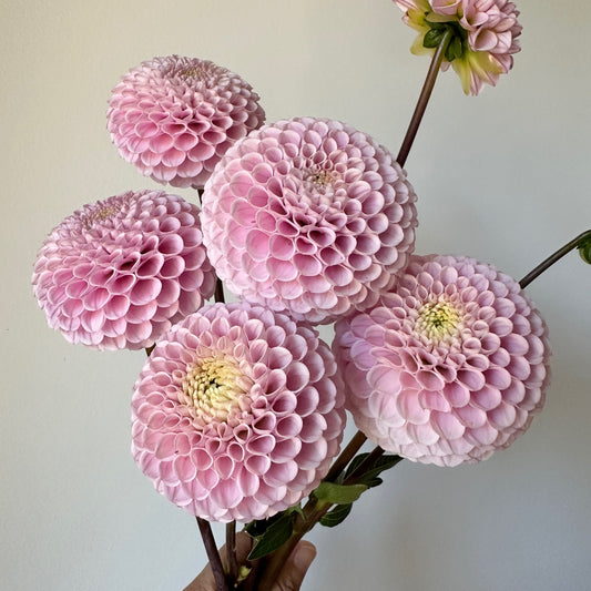 Dahlia 20th Ave Delicada - LIMIT 1