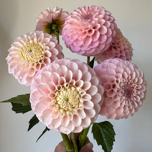 Dahlia 20th Ave Memory