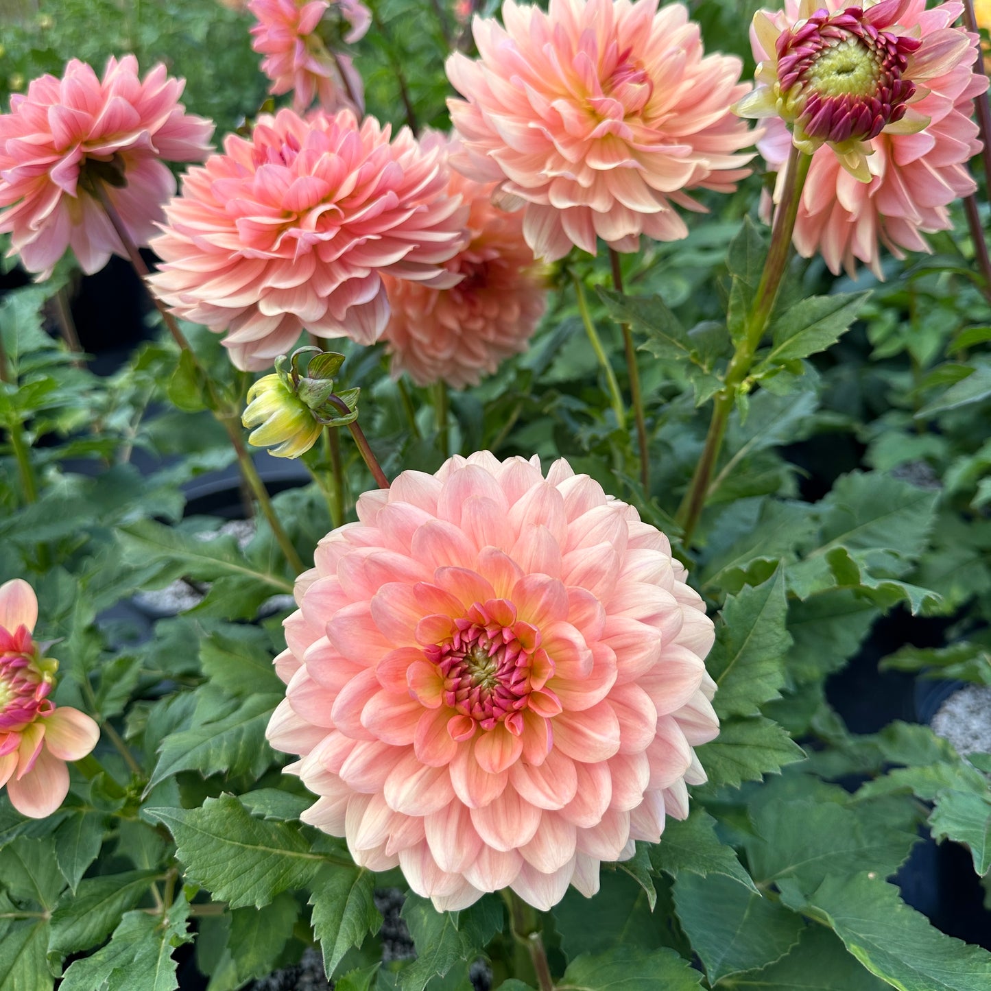 Dahlia Fawn - LIMIT 1