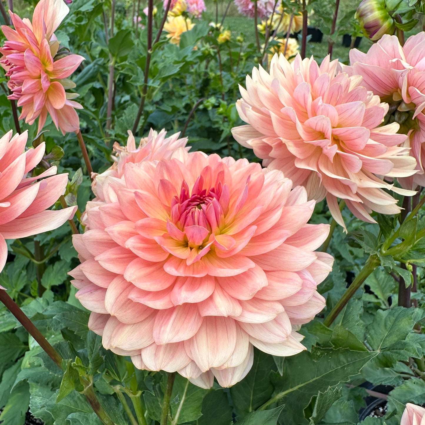 Dahlia Fawn - LIMIT 1