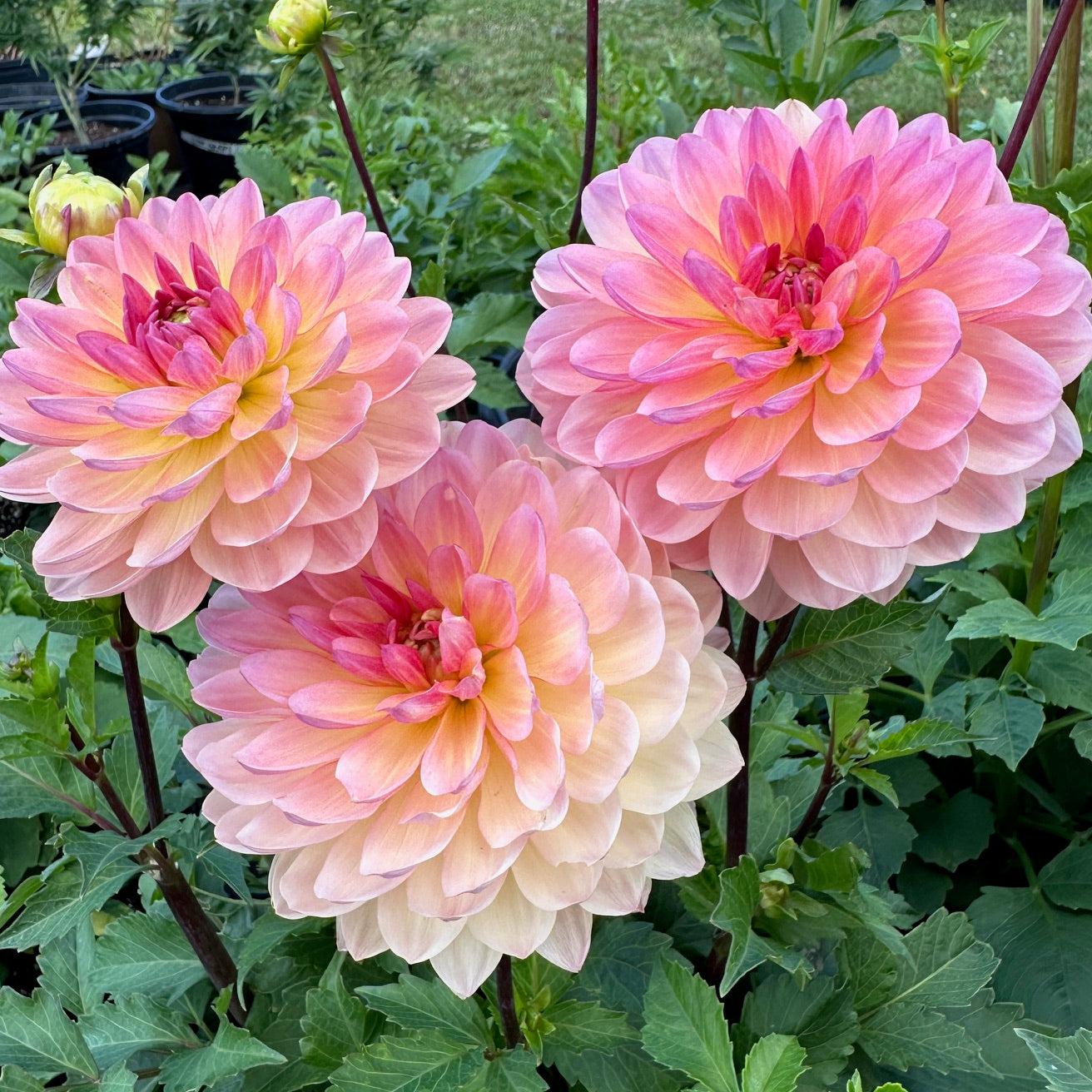 Dahlia Sandia Bliss - LIMIT 1