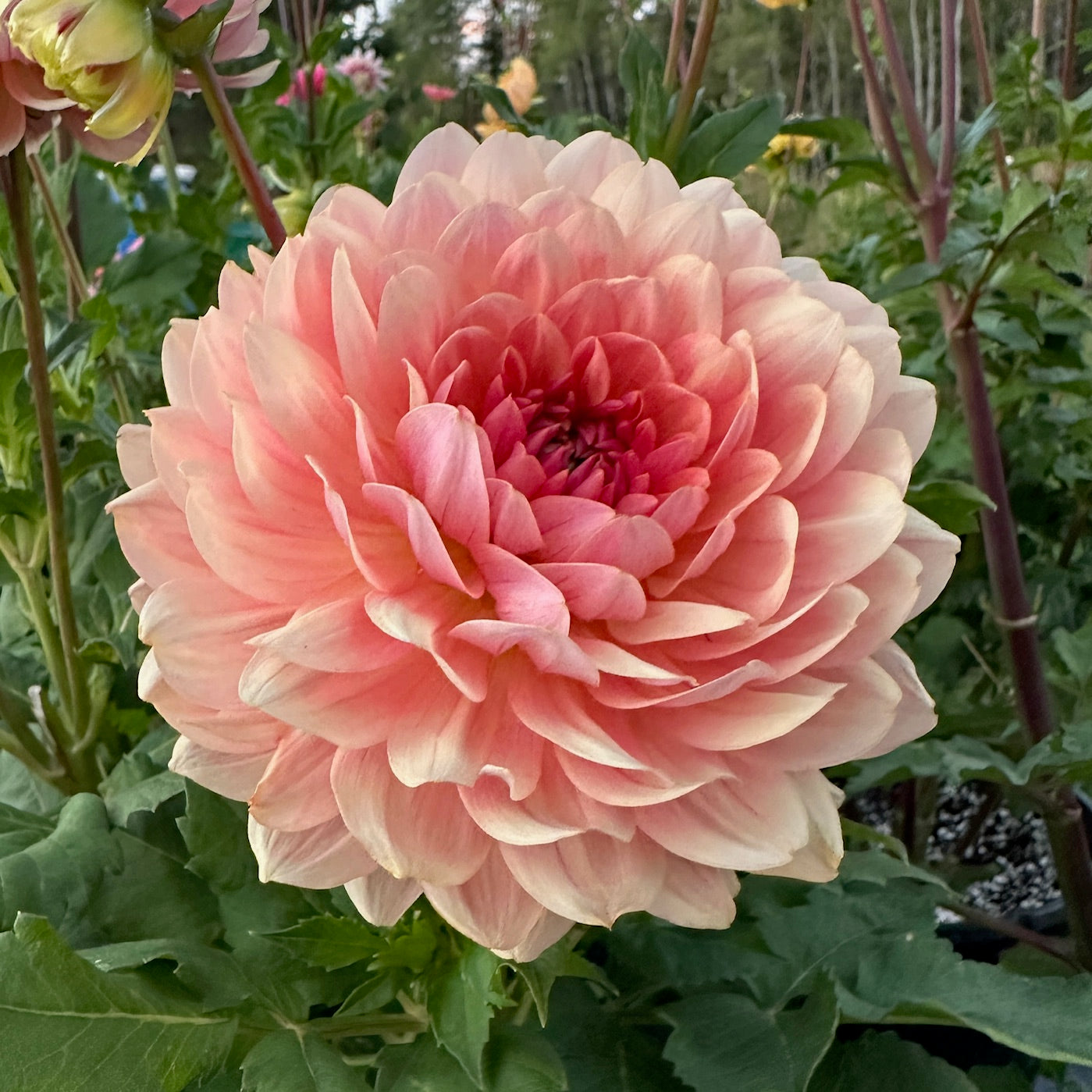 Dahlia Fawn - LIMIT 1