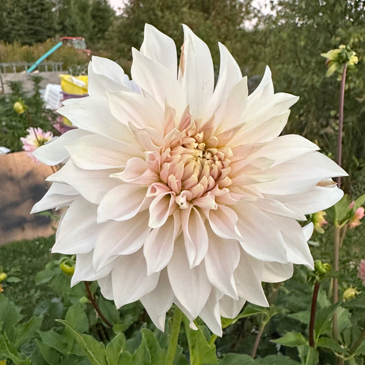 Dahlia Marryn's Mamawo & Popo - LIMIT 1