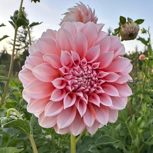 Dahlia Peaches