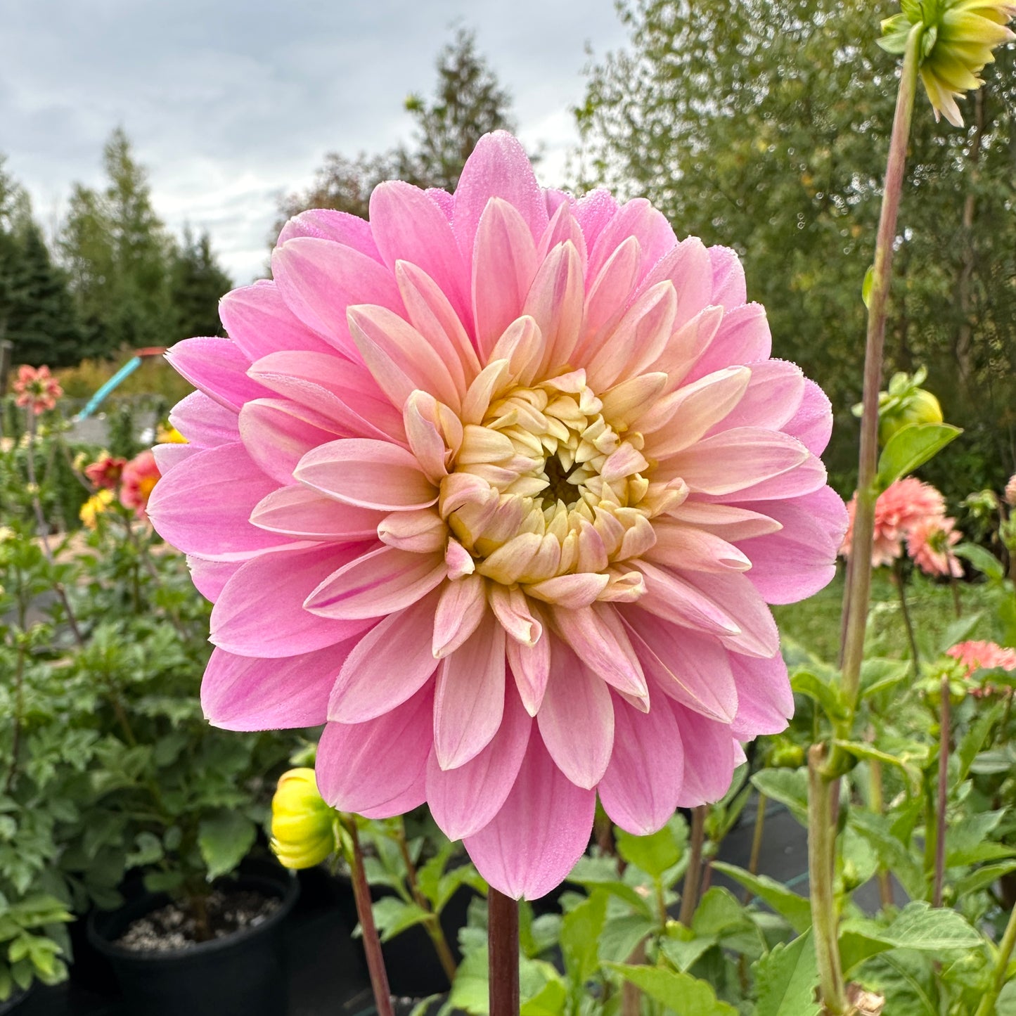 Dahlia Hapet Rose Dream
