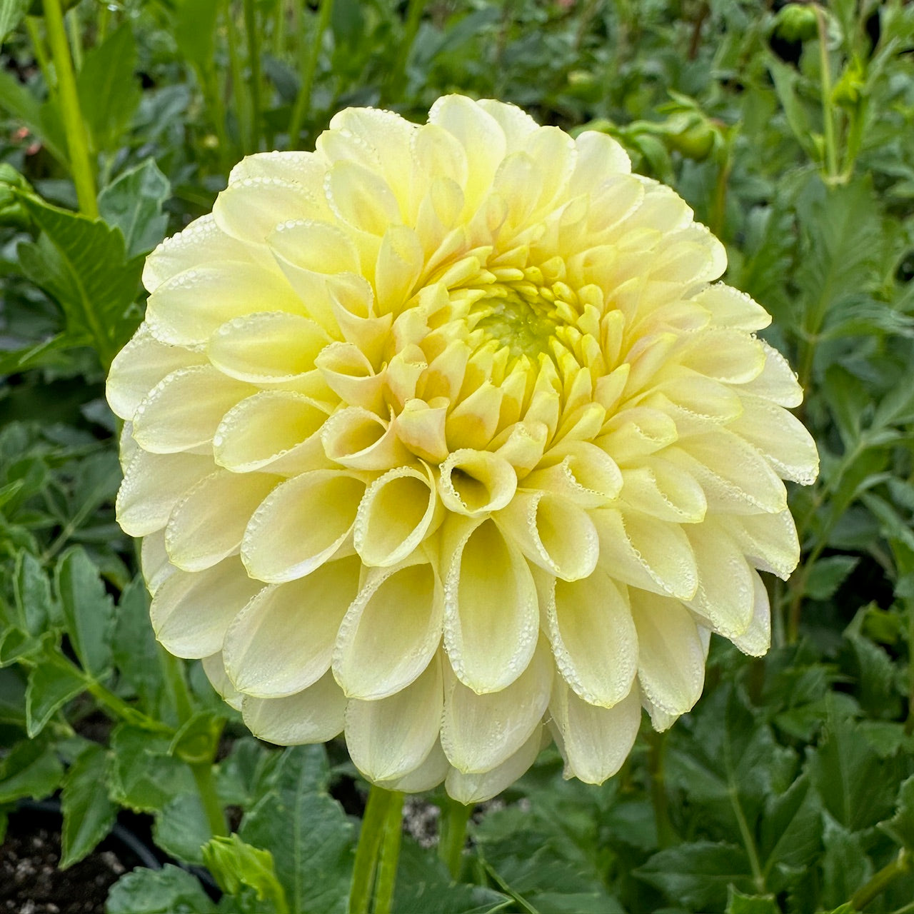 Dahlia Skipley Moonglow