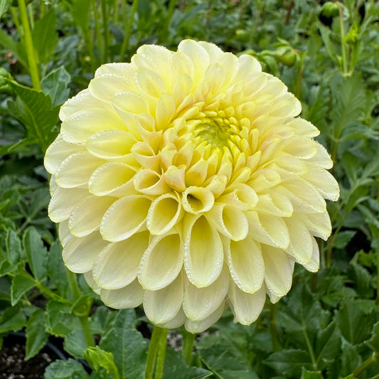 Dahlia Skipley Moonglow