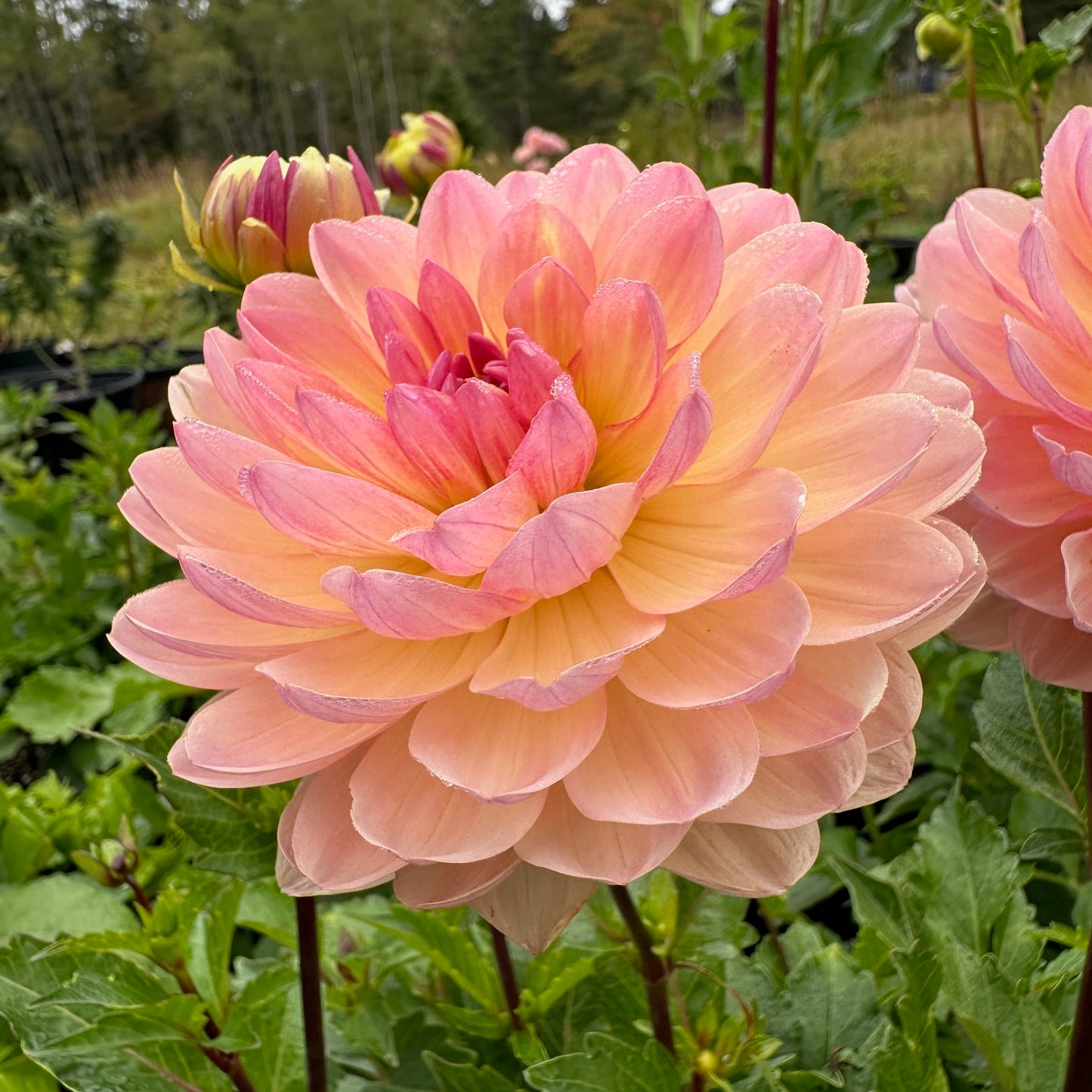 Dahlia Sandia Bliss - LIMIT 1
