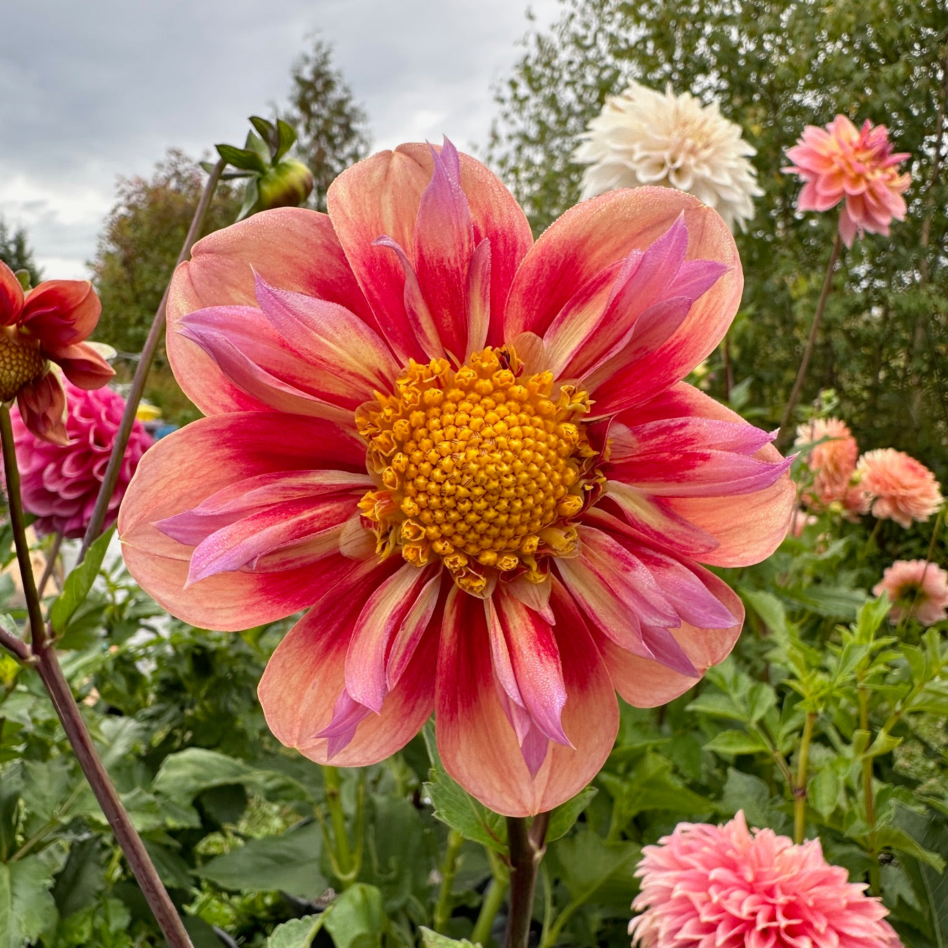Dahlia Orange Hype