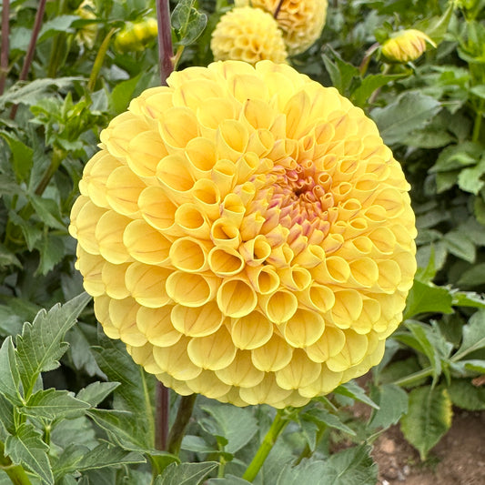 Dahlia 20th Ave Gwen - LIMIT 1