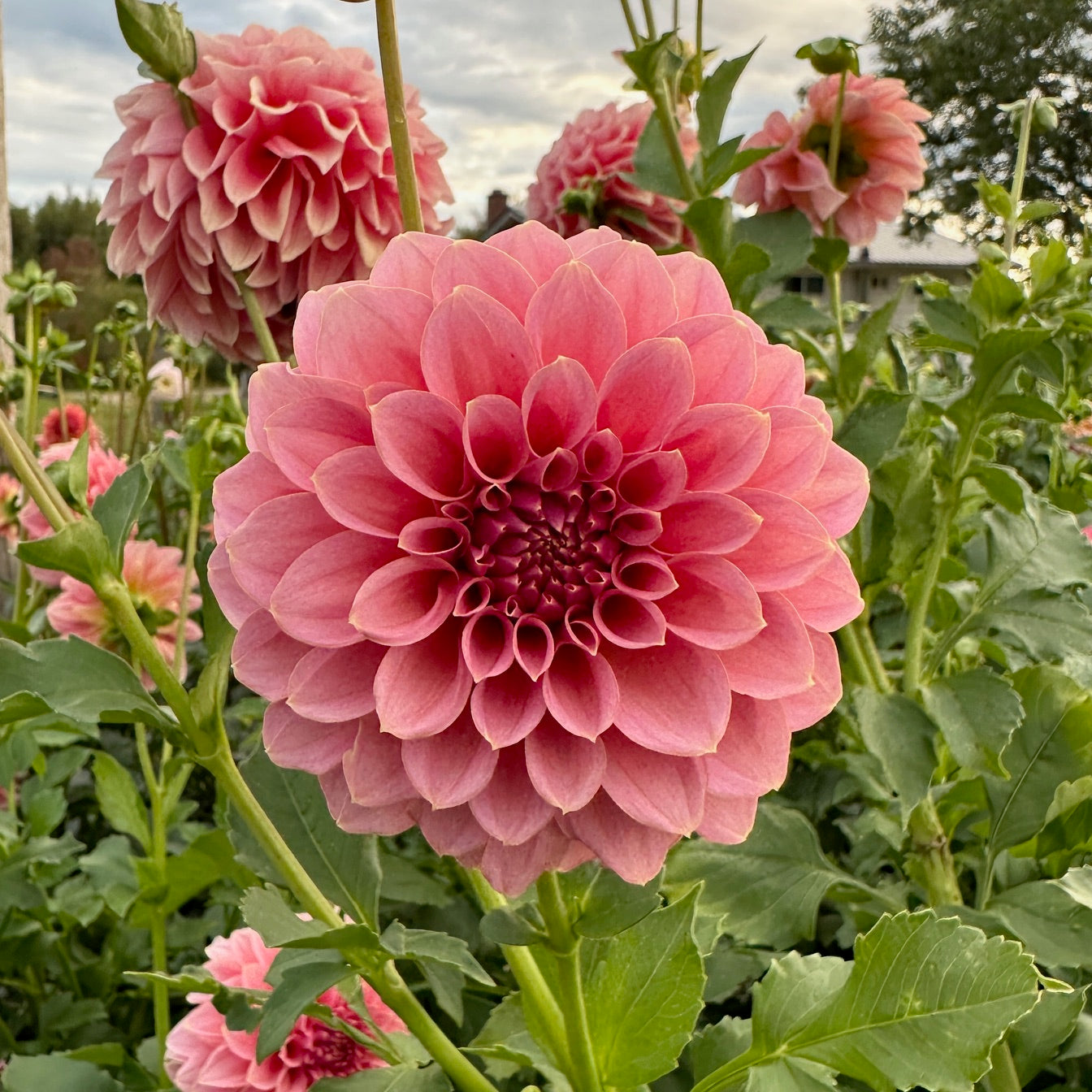 Dahlia Lee's Mauva Guava - LIMIT 1