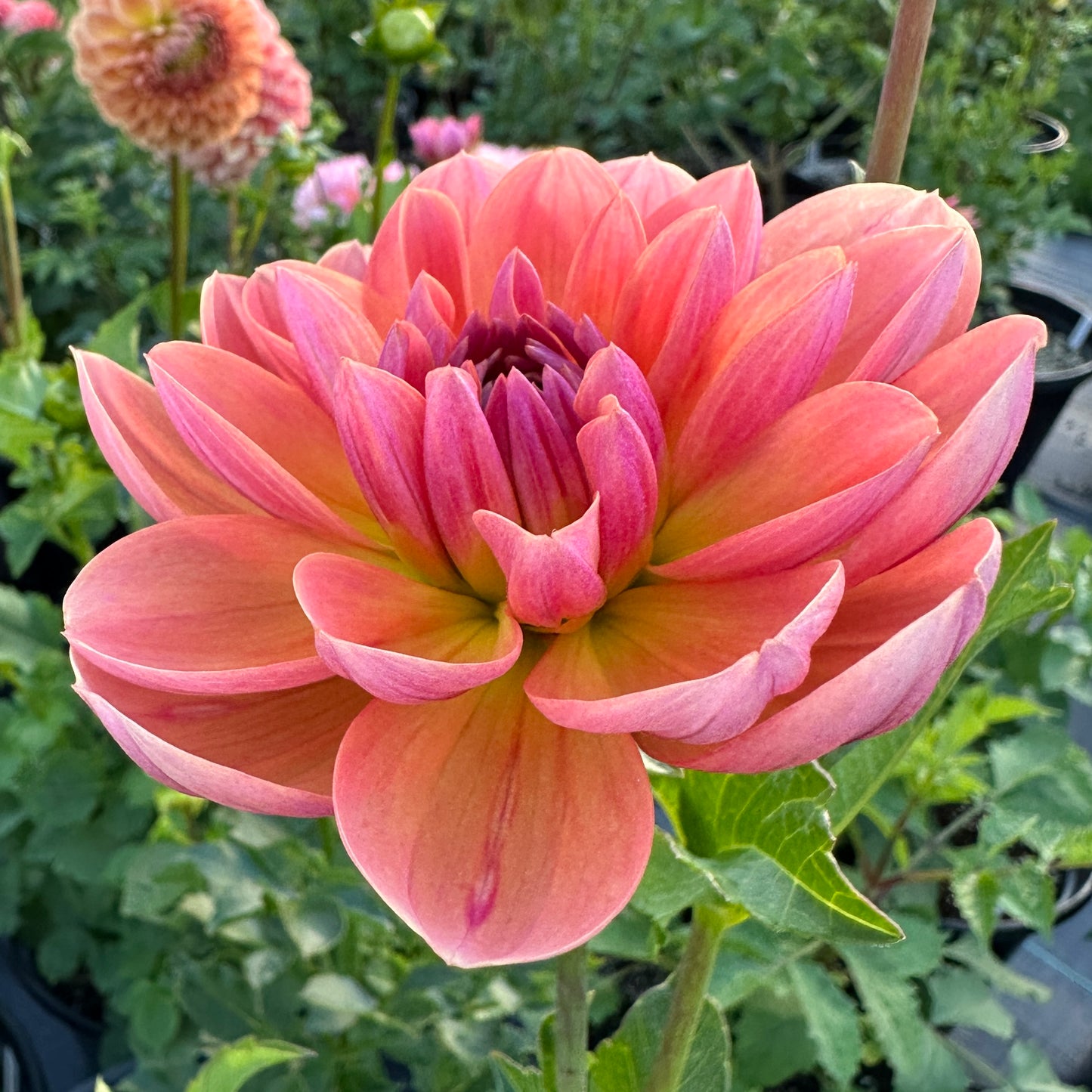 Dahlia Oregon Sunset - LIMIT 1