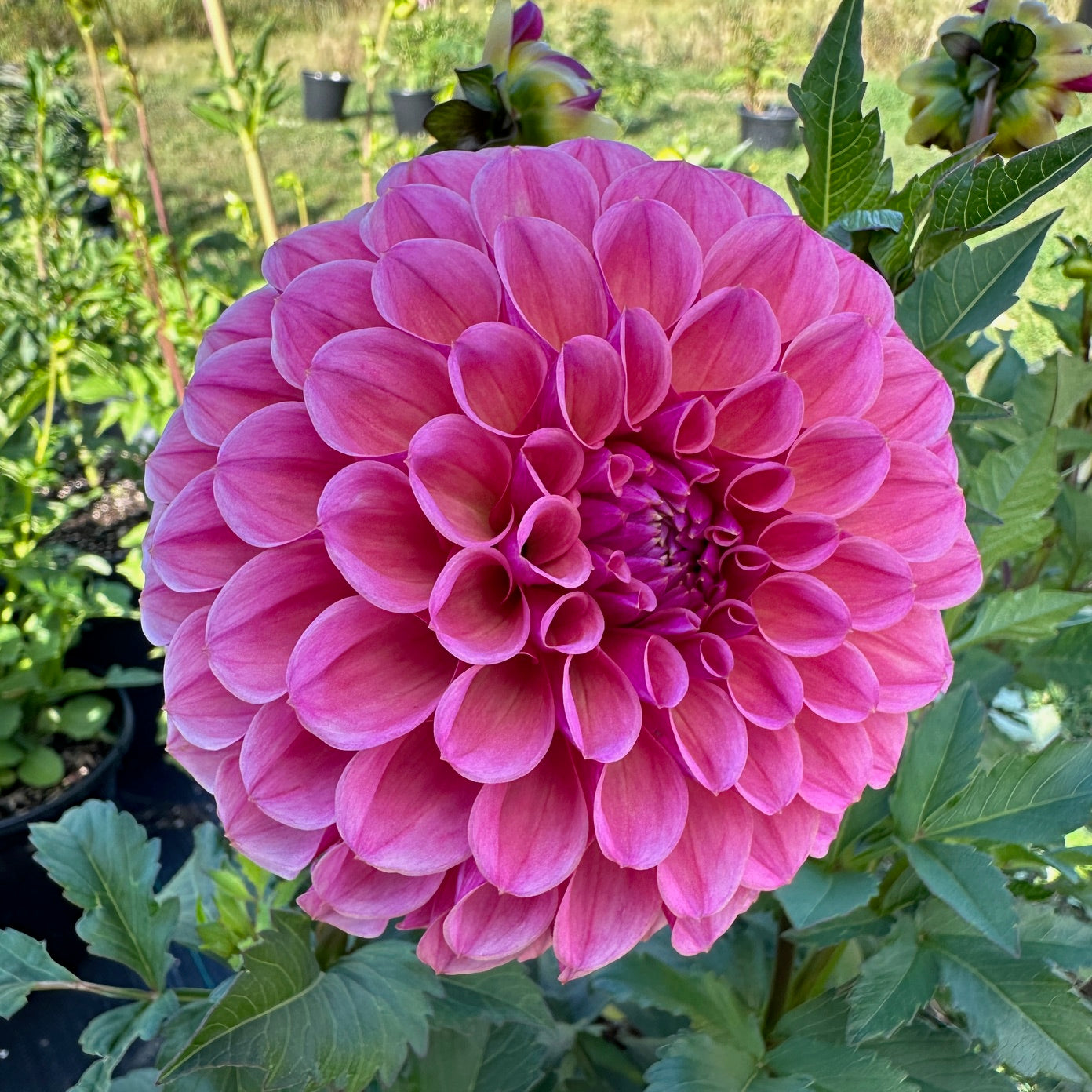 Dahlia RM Berry Kiss - LIMIT 1