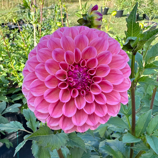 Dahlia RM Berry Kiss - LIMIT 1
